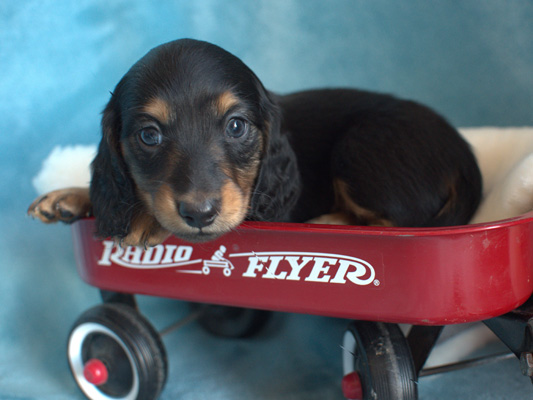 vom treuen wachter long haired mini dachshunds